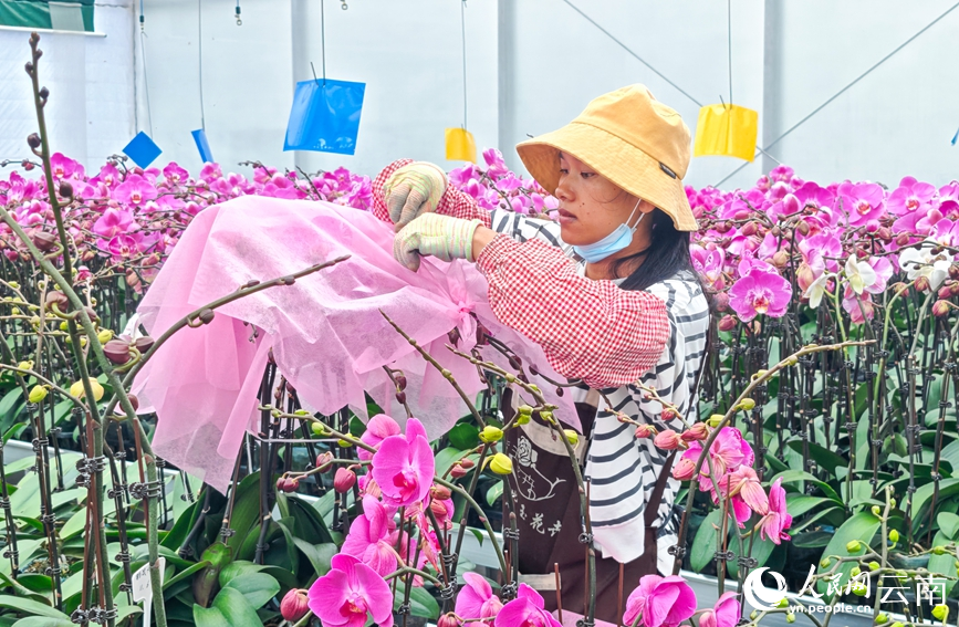 玉溪市红塔区一花卉种植基地内，工人正在整理蝴蝶兰。沈兴跃摄