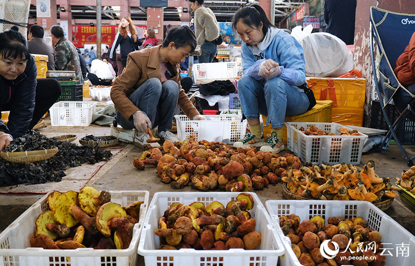 各種新鮮的野生菌。人民網(wǎng) 曾智慧攝