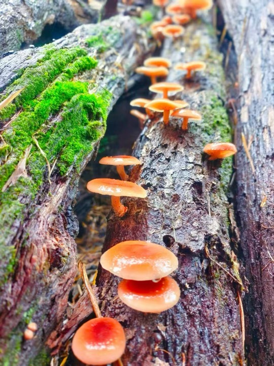 香蕈。大姚縣融媒體中心供圖