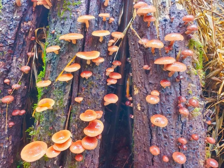 香蕈。大姚縣融媒體中心供圖