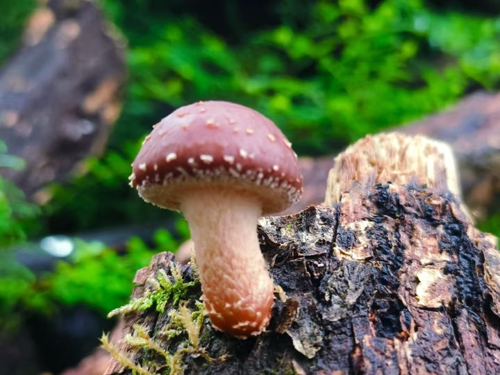 香蕈。大姚縣融媒體中心供圖