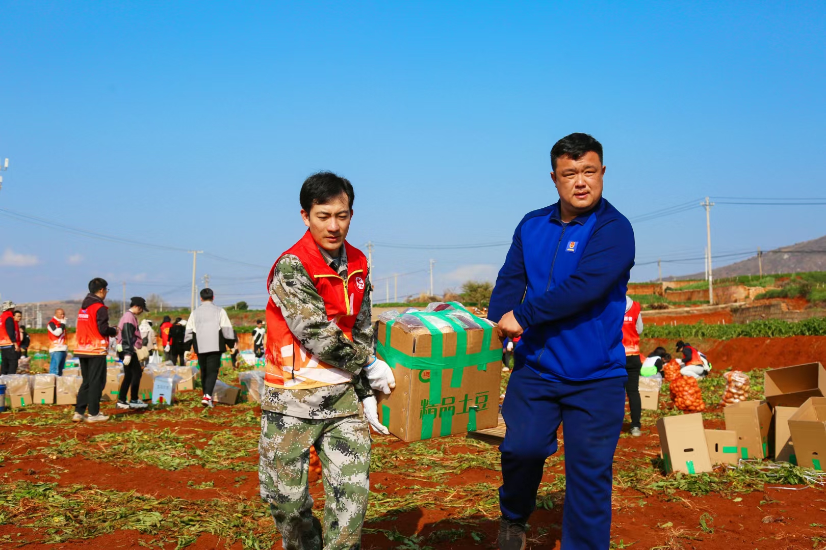 组织志愿者开展助农增收志愿服务活动 （资料图）