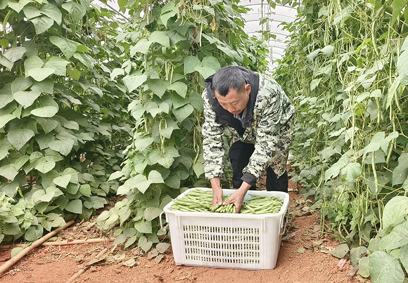 宋红祥采摘小金豆。杨永兴摄