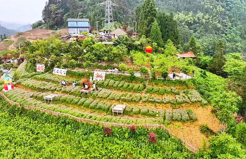 大屏上航拍图。