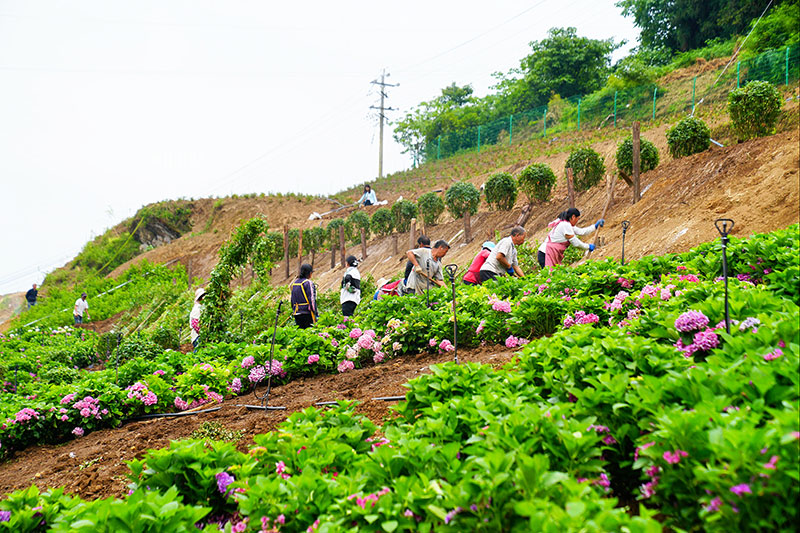在基地务工的村民。