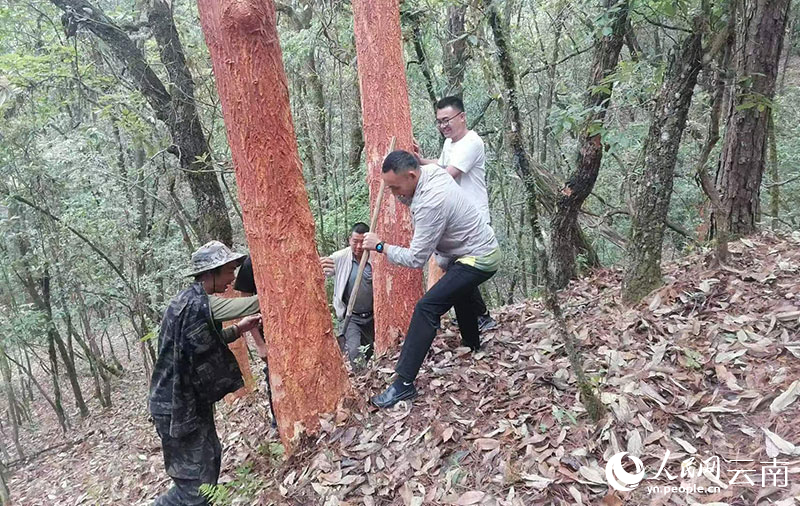 村民正在小心翼翼地剥离栓皮栎的树皮。罗银素摄