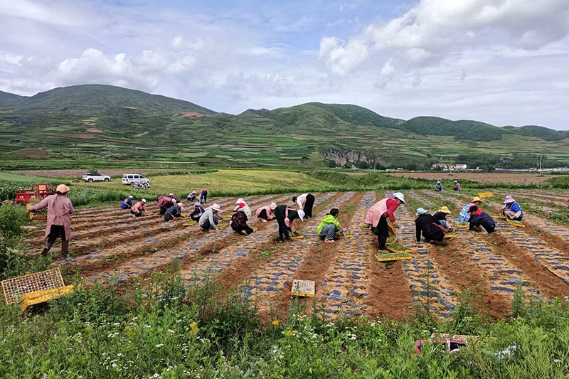 永善縣中藥材種植村民在基地種植中藥材。