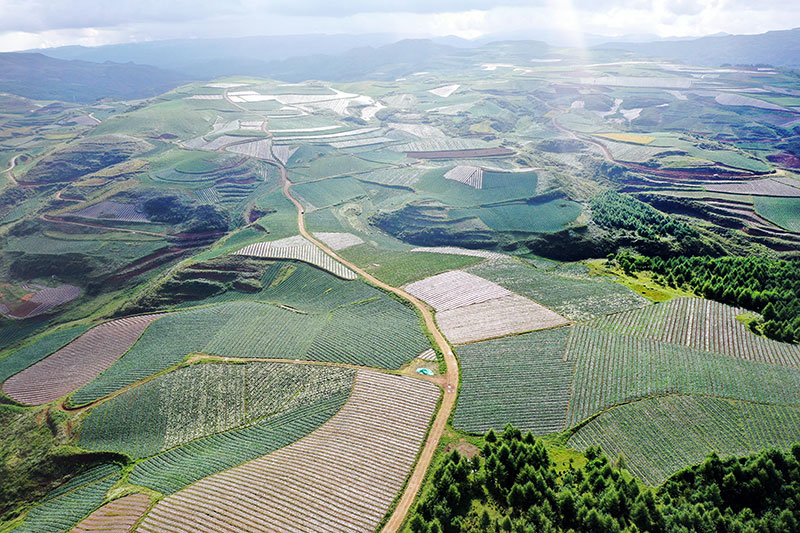 永善縣茂林鎮鬆林村中藥材種植基地。