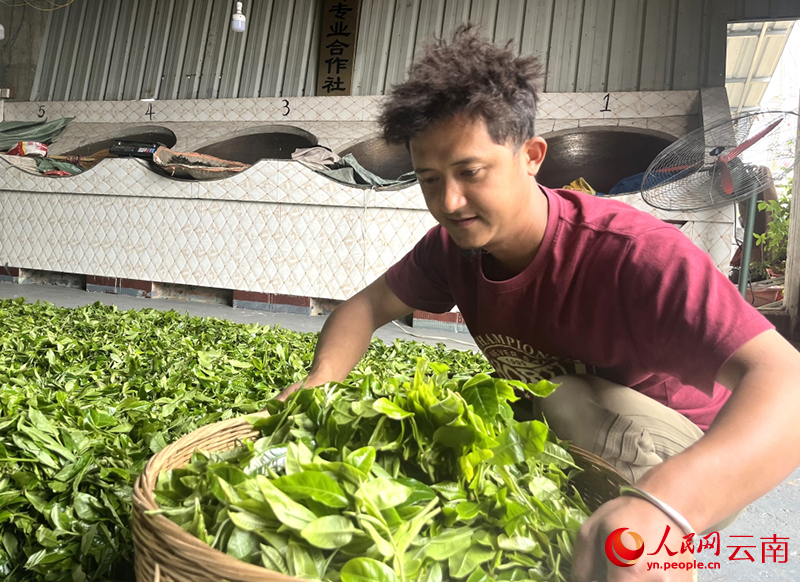 【1】张明晾晒茶叶鲜叶。人民网-尹馨摄
