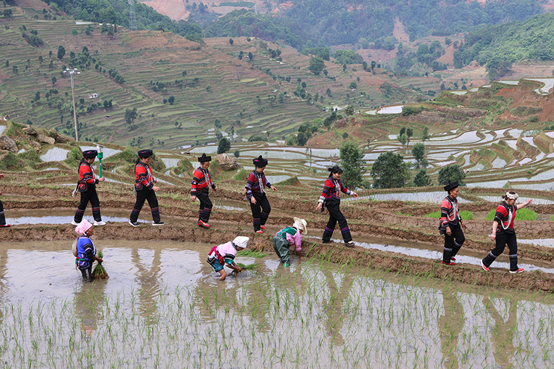 红河县民族团结大舞台开秧门仰阿娜东门古城巡游活动（毛敬华）