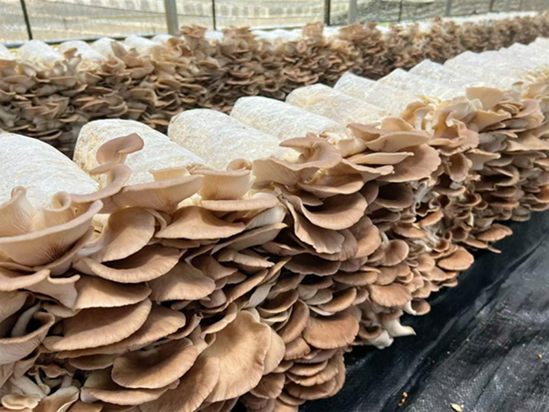 秀珍菇。楊珍福攝