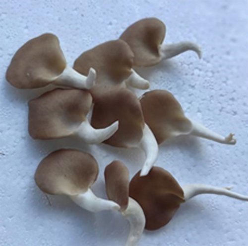 “中菌秀珍菇1號”。楊珍福攝