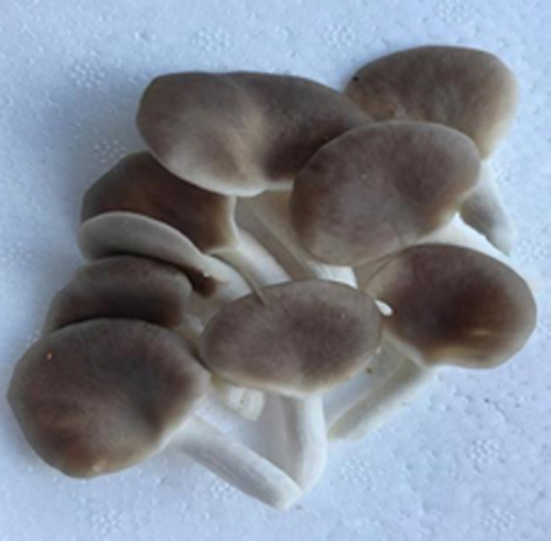 “中菌秀珍菇2號”。楊珍福攝