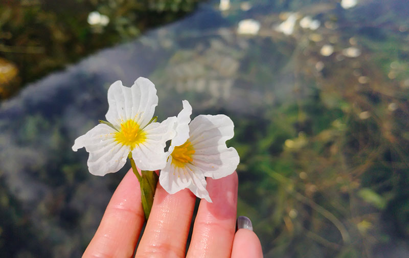 海菜花。