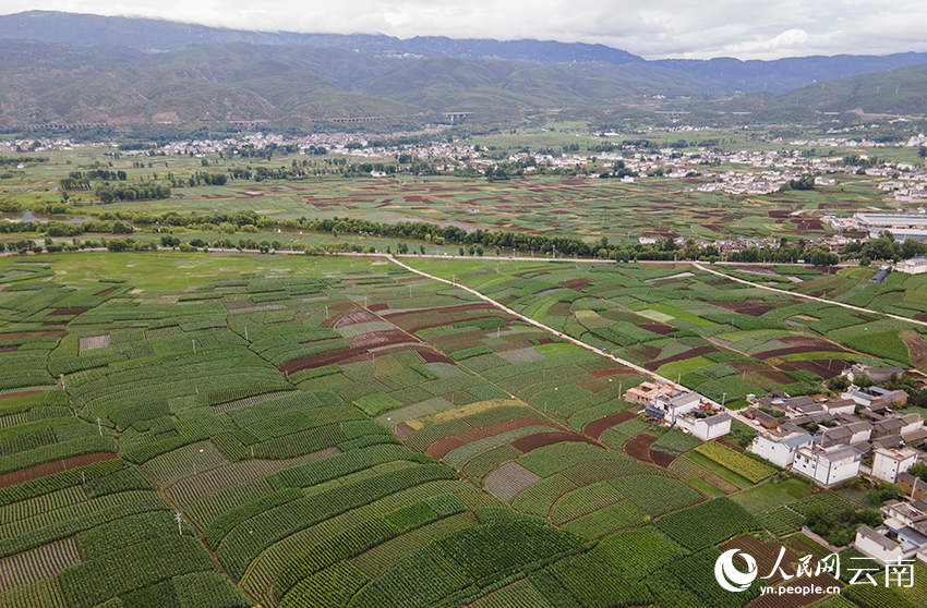 剑川坝子夏日田园风景。人民网记者 符皓摄