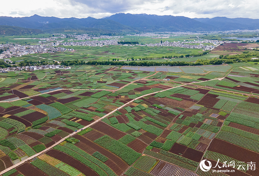 剑川坝子夏日田园风景。人民网记者 符皓摄
