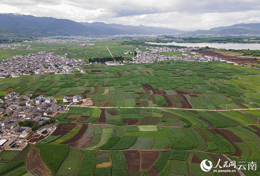 剑川坝子夏日田园风景。人民网记者 符皓摄