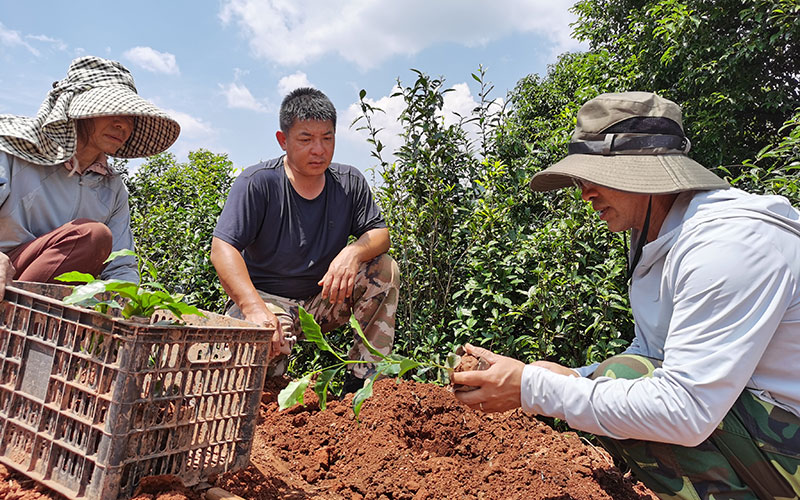 技术员指导农户在茶园里套种咖啡。陶平摄