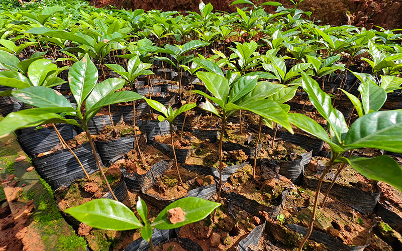 示范园内的咖啡苗。廖琴-摄