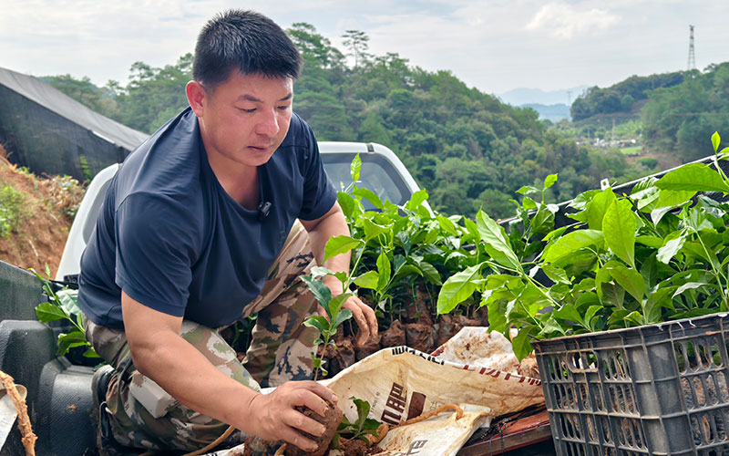 种植户邱绍斌取咖啡苗。廖琴-摄