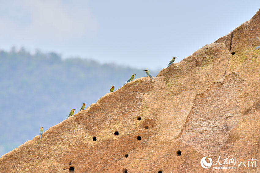 栗喉蜂虎。吴再忠摄
