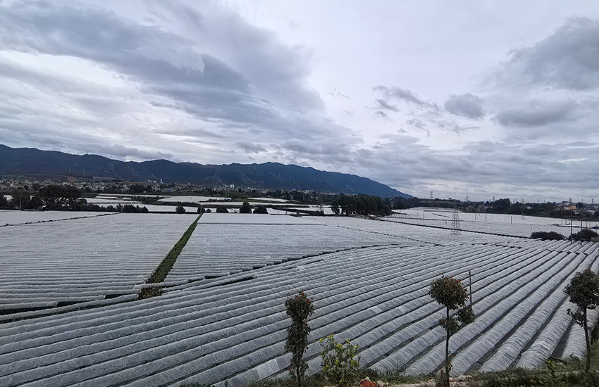 红提种植基地。