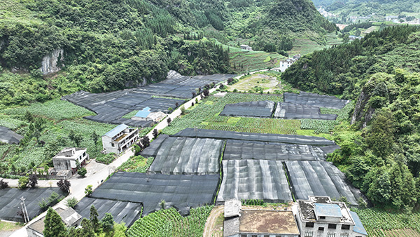 扎西鎮長地村山葵種植基地。