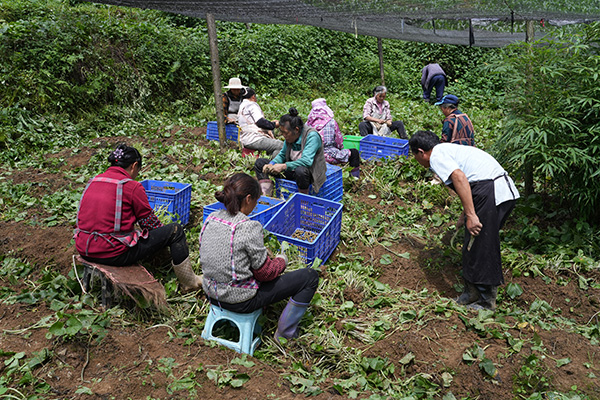 村民正在採收山葵。
