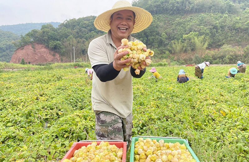村民在采摘灯笼果。黄凤摄
