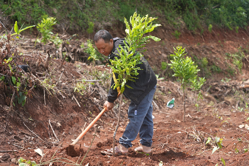 村民正在種植堅果樹。艾嘎攝