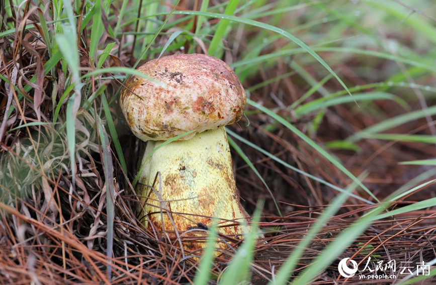 南華縣山林間破土而出的野生菌。人民網記者 虎遵會攝