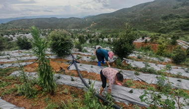 云南广南：茶药“联姻”荒地生金