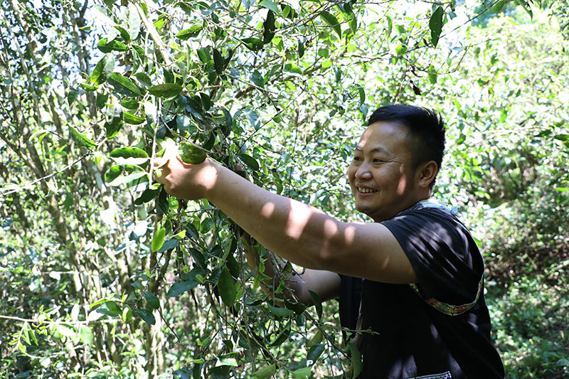 李德化在采摘乔木茶。陶平摄-(1)