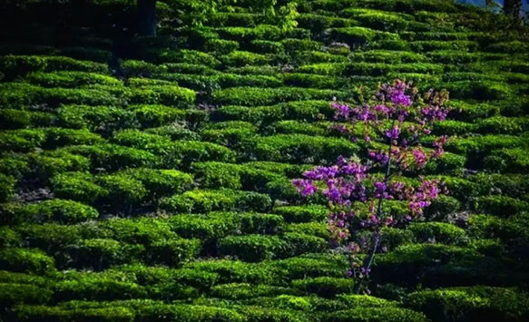 寻味地标 | 白竹山茶：云雾深处的绿茶珍品