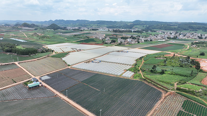 师宗县葵山镇大棚蔬菜产业。