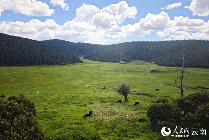 迪庆香格里拉普达措公园夏日风景如画。人民网记者 木胜玉摄