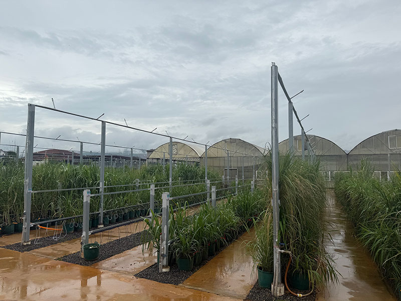 种质资源圃-舒冰雁-2025年7月14日