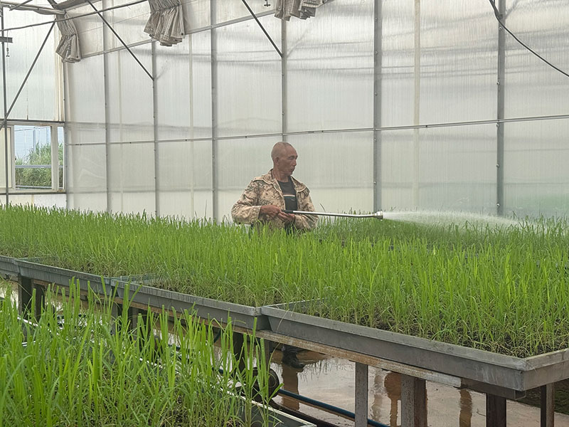 实生苗培育温室-舒冰雁-2025年7月14日