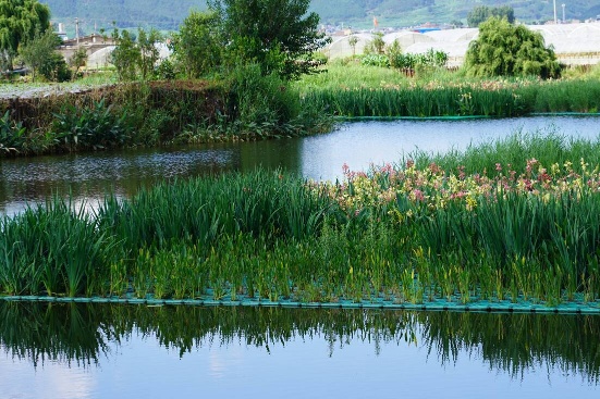 河道内各类水生植物蓬勃生长。