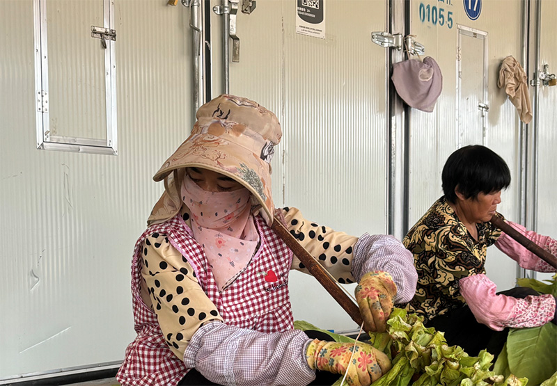 種植戶准備使用烤房。帥京彤攝