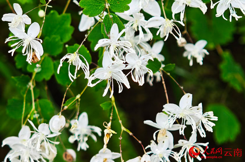 尼汝河畔，白色小花绽放。人民网记者 木胜玉摄