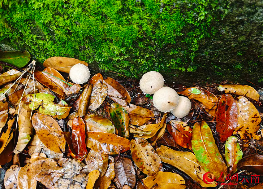 尼汝河畔岩石上覆盖着厚厚的青苔，几朵蘑菇探出了头。人民网记者 木胜玉摄