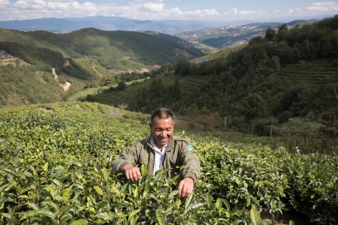 茶农采茶。