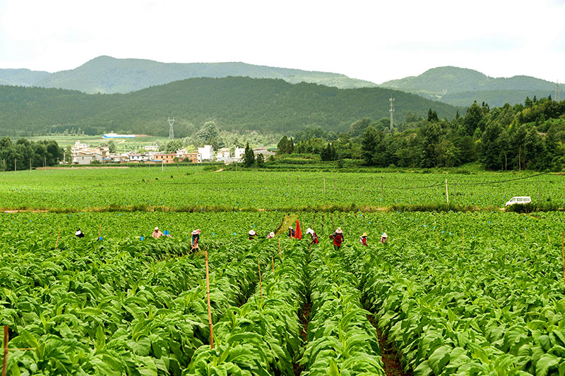 龙山村烤烟连片种植基地里，村民正在干活。赵雄飞摄