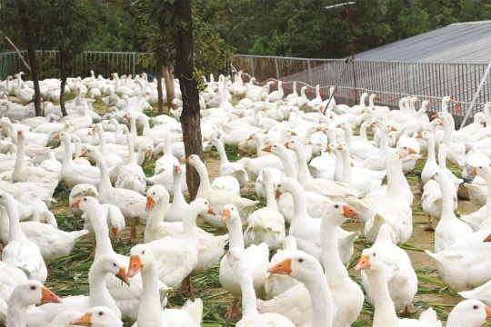 富民肉鹅科技小院饲养的白鹅。