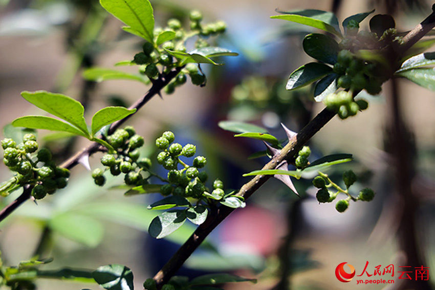 在巧家县包谷垴乡红石岩村，青花椒挂满枝头。人民网记者 徐前摄