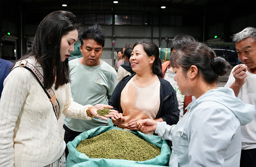 收購商正查看青花椒。硯池山國際花椒產業園供圖