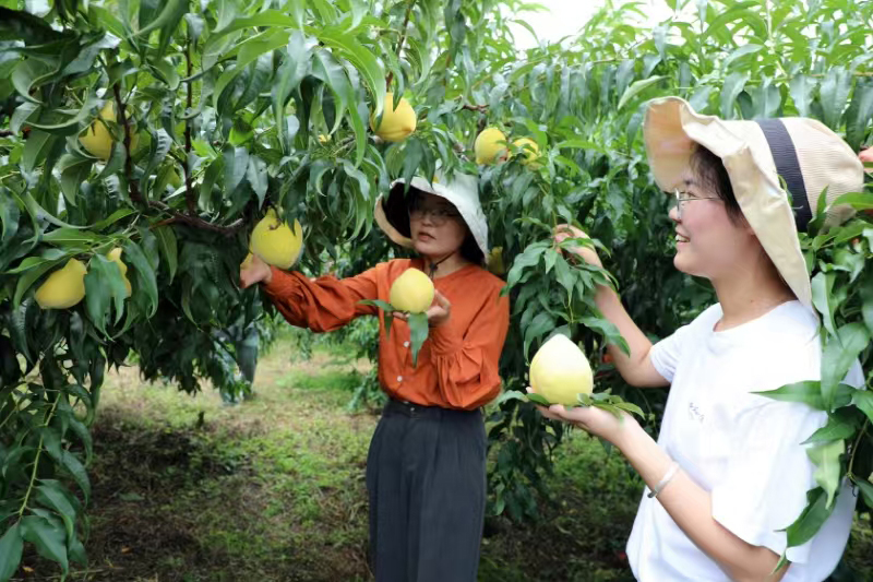 黃桃生態基地迎來豐收。