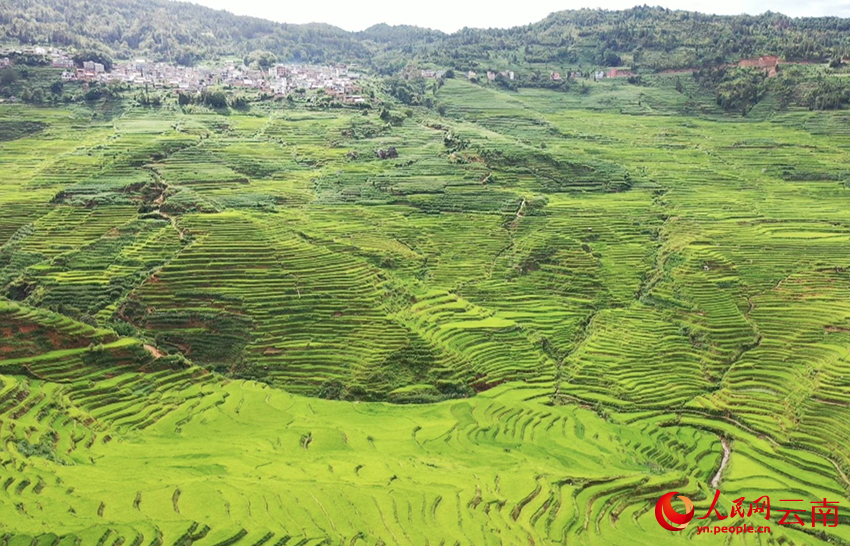 尼美梯田。人民網(wǎng) 尹馨攝