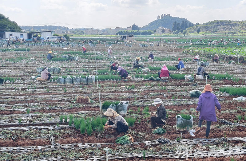 村民門正在拔蔥。潘江波攝